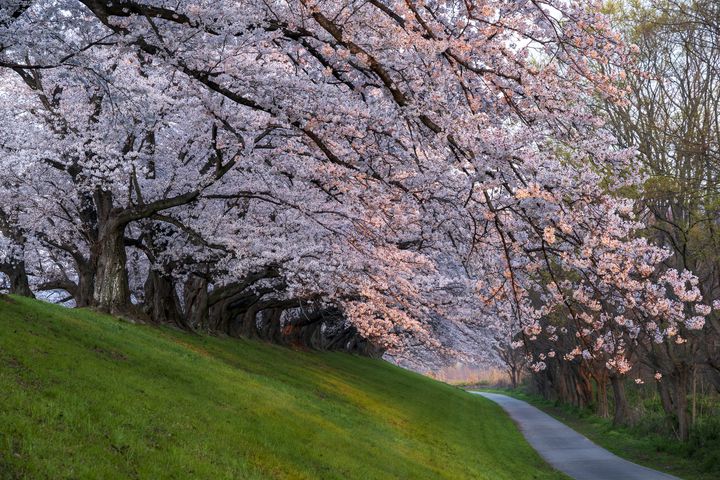 今年はどこで桜を見ようか 全国の 今年こそ行きたい桜の名所 10選はこれだ Retrip リトリップ