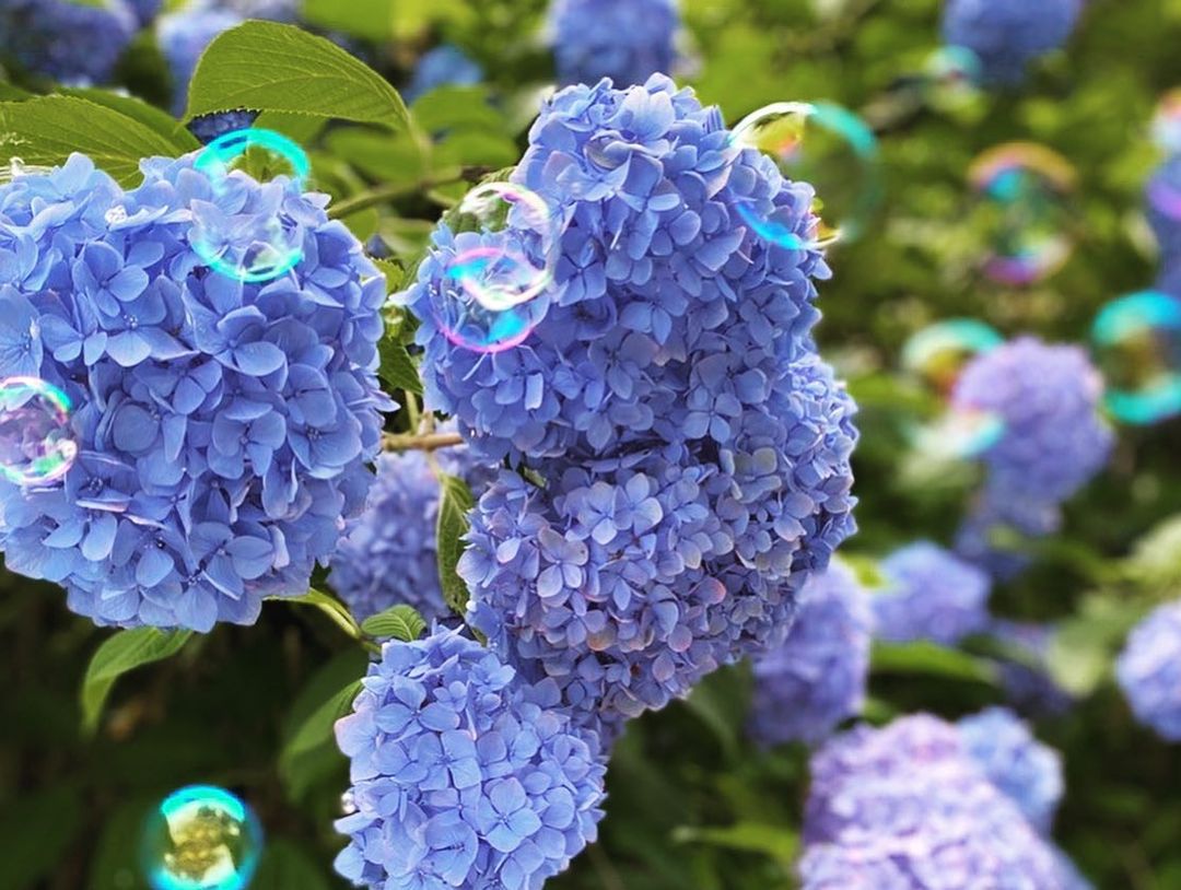 雨降るみちのくを紫陽花旅 東北の 絶景あじさいスポット 9選 Retrip リトリップ