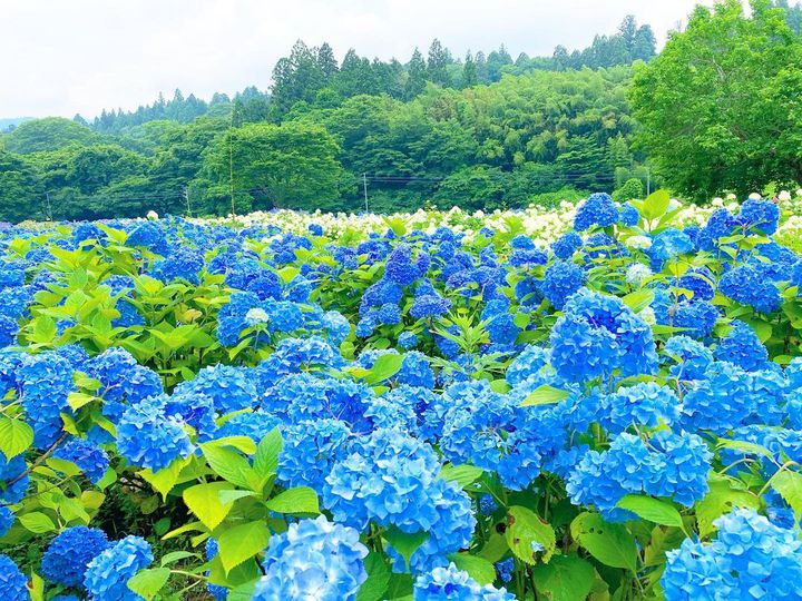 雨降るみちのくを紫陽花旅 東北の 絶景あじさいスポット 9選 Retrip リトリップ