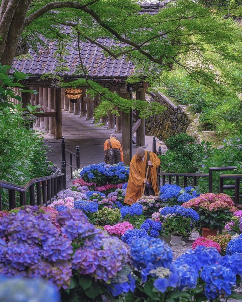 紫陽花 関西 トップ ペット