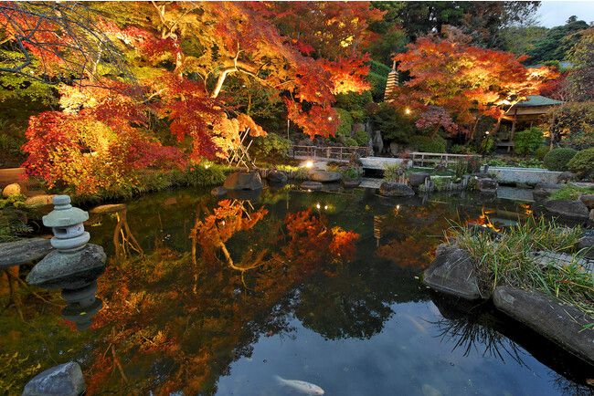 昼間とは違った表情を。鎌倉・長谷寺で"紅葉ライトアップ"実施