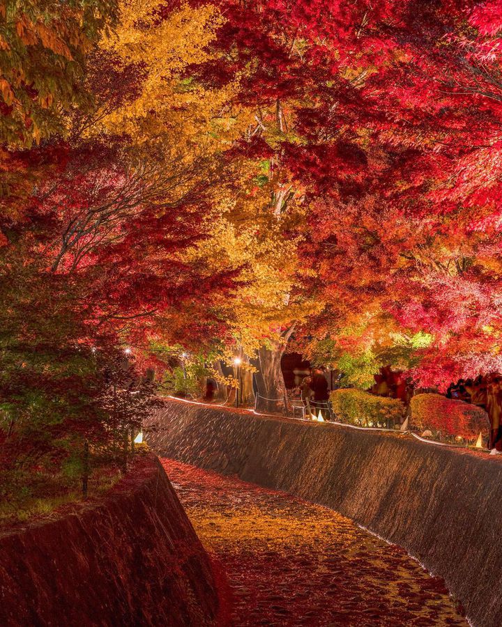 秋夜に色づく紅葉に恋をした。関東近郊の紅葉ライトアップ8選