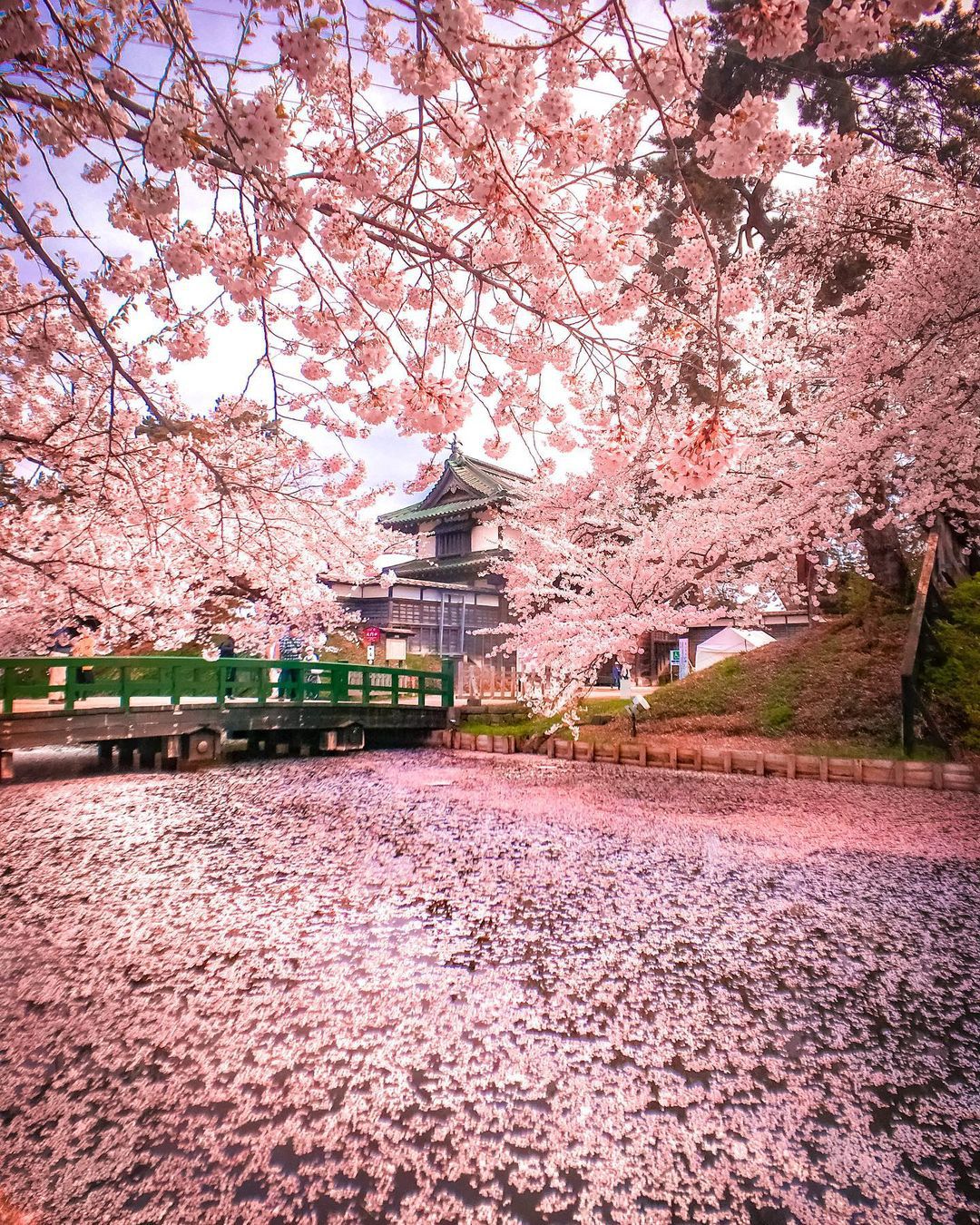 メイン画像 暖かくなるのが待ちきれない この春見たい日本全国の 春の絶景 15選 Retrip リトリップ
