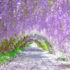 藤の花だけじゃない 実は 河内藤園 は秋も魅力抜群の観光スポットだった Retrip リトリップ