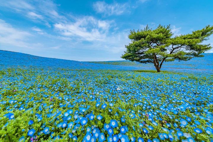 茨城県は絶景の宝庫！カメラを持って出かけたい茨城の絶景スポット7選 ...