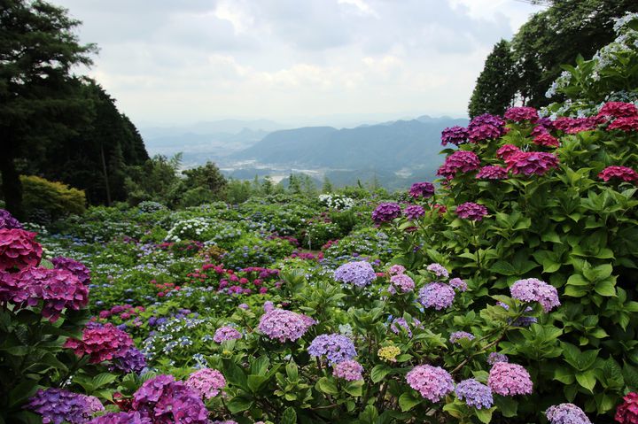 終了 その名も 天空のあじさい寺 佐賀県 大聖寺で あじさい祭り 開催 Retrip リトリップ