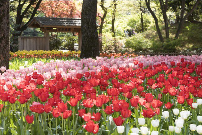 開催中 約60万本の花が横浜を飾る ガーデンネックレス横浜 21 開催 Retrip リトリップ