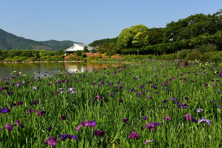 終了 四国最大級の日本庭園で花菖蒲が咲き誇る 南楽園花菖蒲まつり 愛媛で開催 Retrip リトリップ