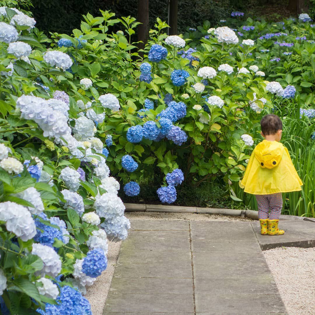 梅雨の季節だけの絶景 中国地方で外せない紫陽花スポットlist Retrip リトリップ