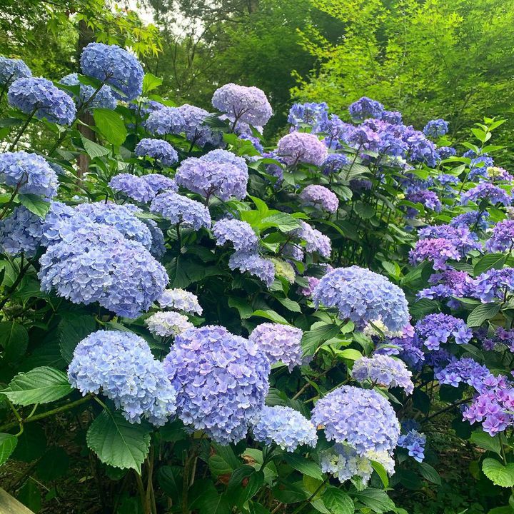 梅雨の季節だけの絶景 中国地方で外せない紫陽花スポットlist Retrip リトリップ