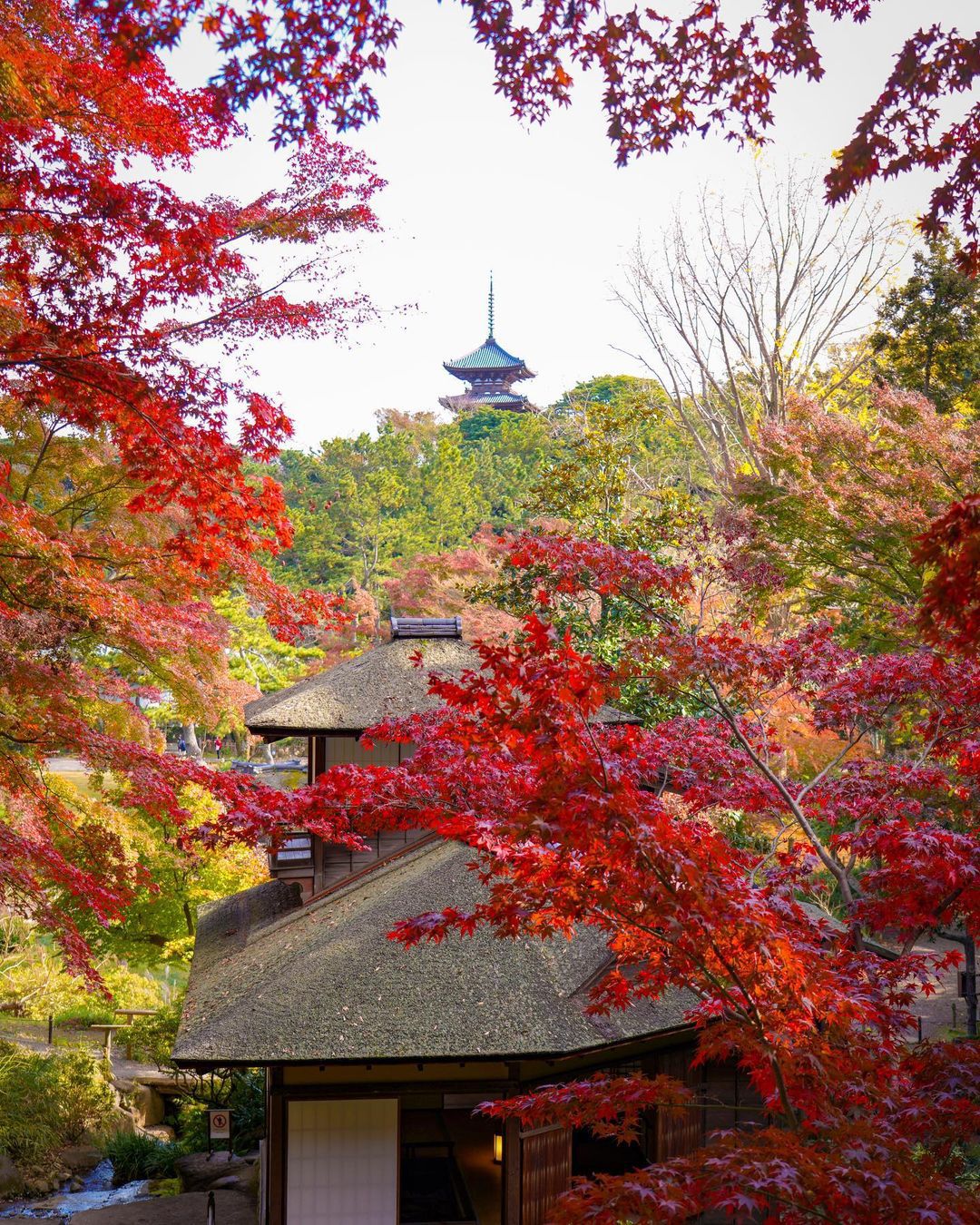 コリキ君様【秋の壁面飾り】まとめ4点『秋の七草・紅葉～お月さま・紅葉のドレス』他 129019f8c8ad8e-ef78-4beb-a358-