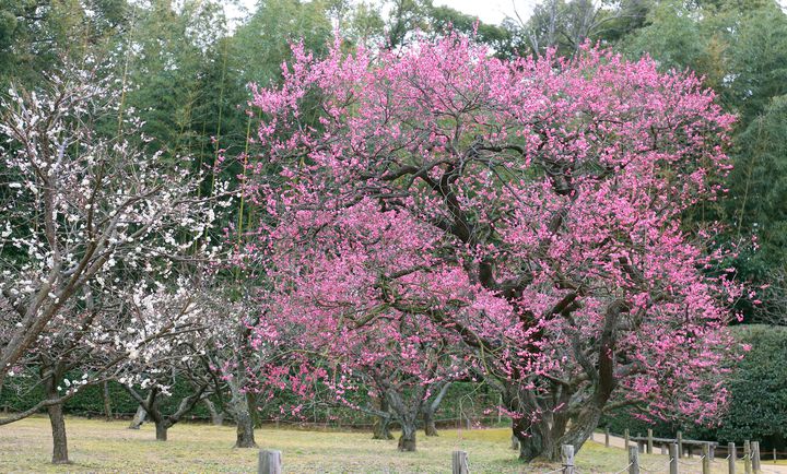 開催中止 三大庭園で楽しむ紅白梅 岡山後楽園 の梅の見頃はすぐそこに Retrip リトリップ