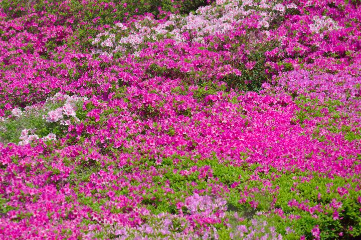 中国地方屈指のツツジ園 島根県の 三隅公園 をご存知 Retrip リトリップ