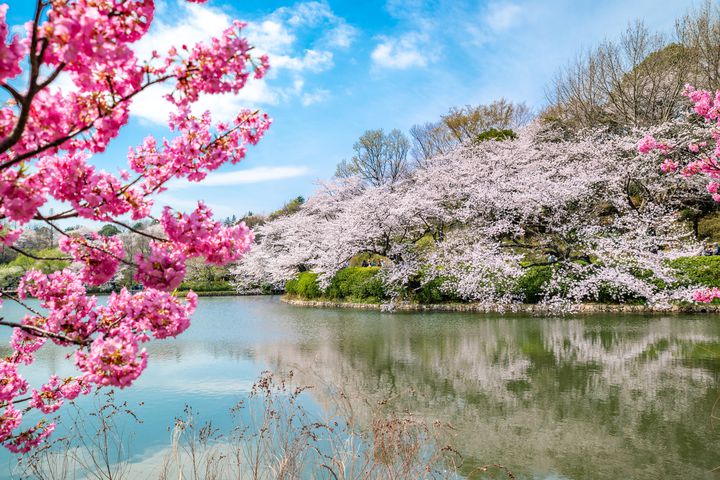 今年のお花見はどこへ行く 関東の桜の名所を開花時期とともにご紹介 Retrip リトリップ