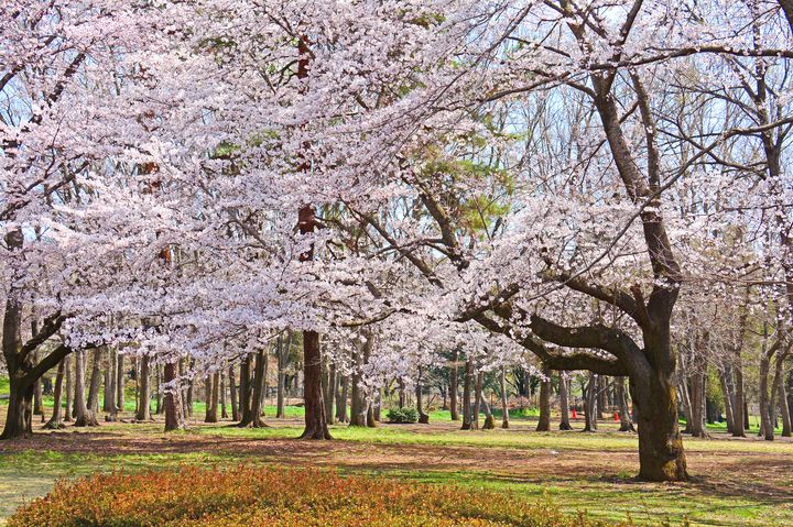 今年のお花見はどこへ行く 関東の桜の名所を開花時期とともにご紹介 Retrip リトリップ