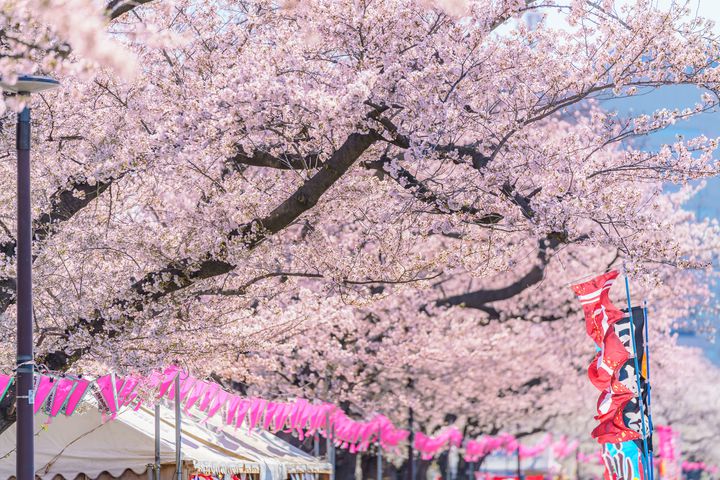 今年のお花見はどこへ行く 関東の桜の名所を開花時期とともにご紹介 Retrip リトリップ