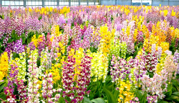 終了 国際的な蘭の祭典 東京ドームで 世界らん展21 花と緑の祭典 開催 Retrip リトリップ
