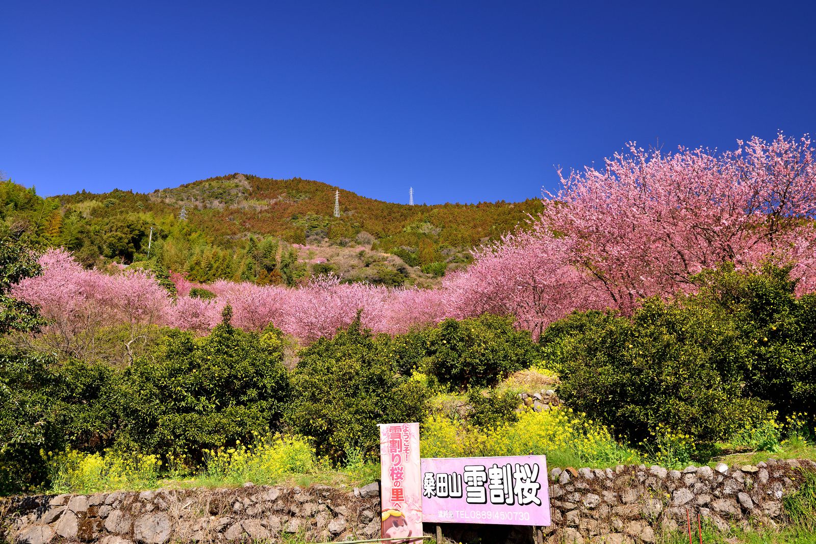 運が良ければ雪と桜のコラボが楽しめる 雪割り桜 とは Retrip リトリップ