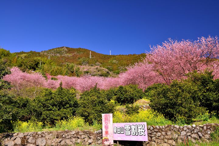 運が良ければ雪と桜のコラボが楽しめる「雪割り桜」とは？