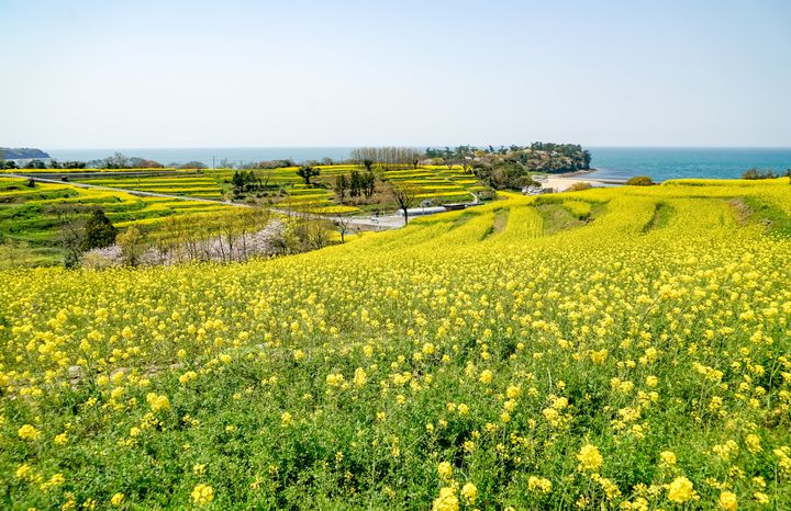 終了 九州最大の菜の花畑を一目見に 大分県にて 菜の花フェスタ 開催 Retrip リトリップ