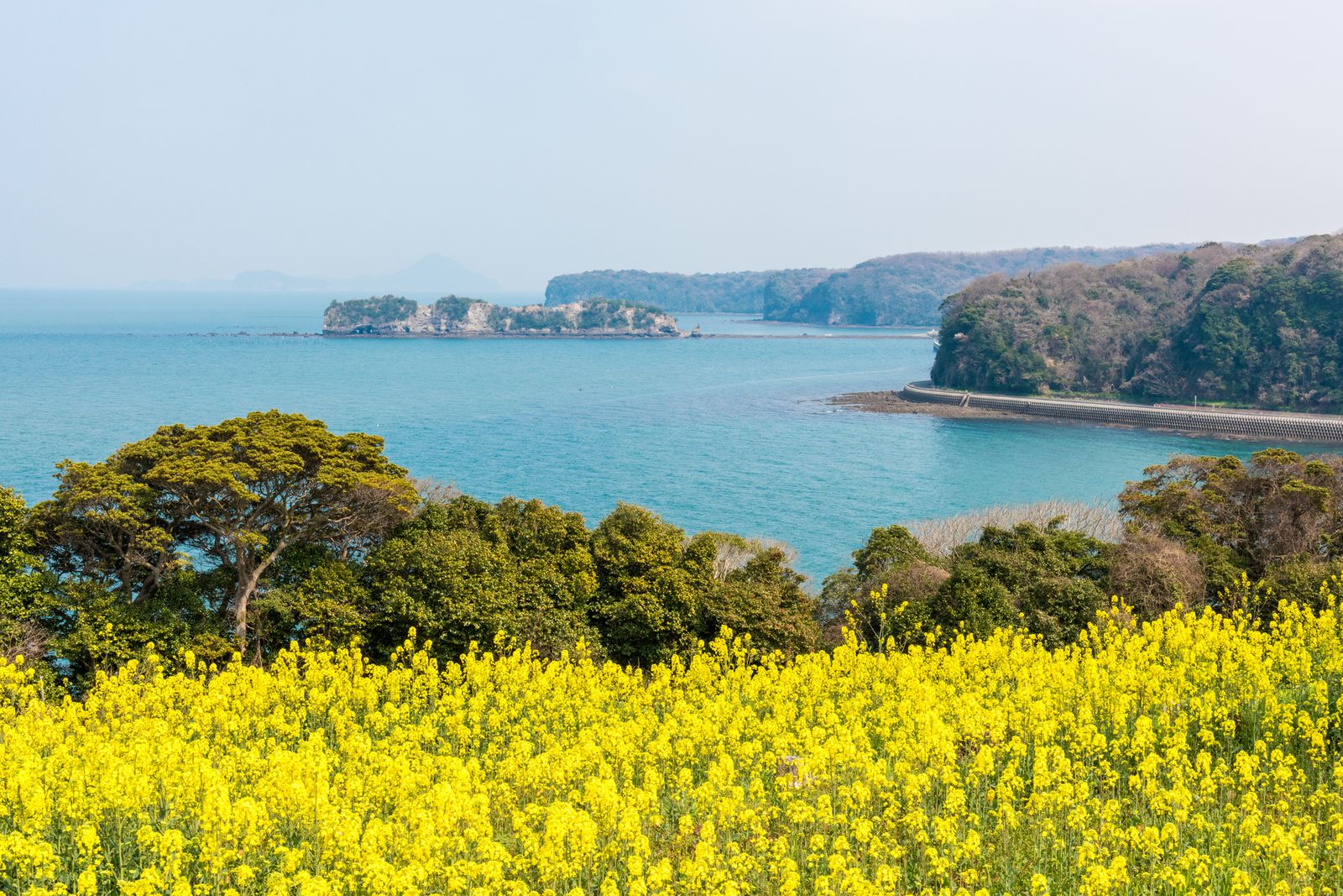 終了 九州最大の菜の花畑を一目見に 大分県にて 菜の花フェスタ 開催 Retrip リトリップ