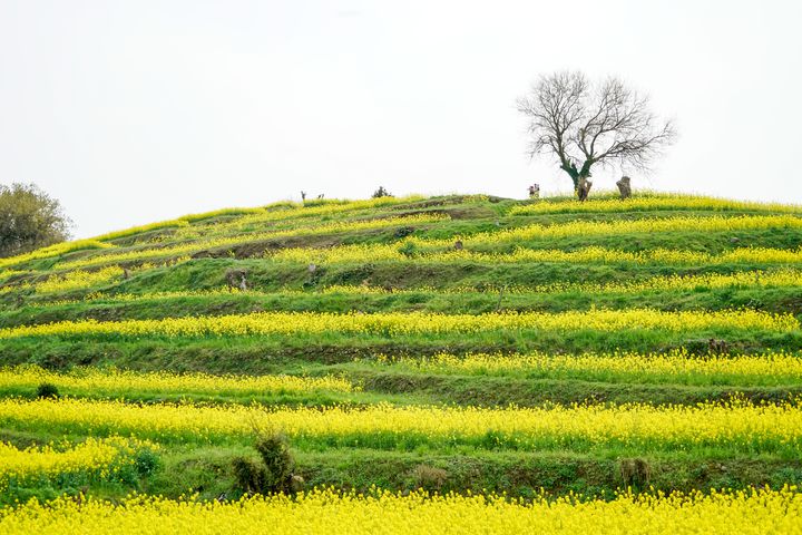 終了 九州最大の菜の花畑を一目見に 大分県にて 菜の花フェスタ 開催 Retrip リトリップ