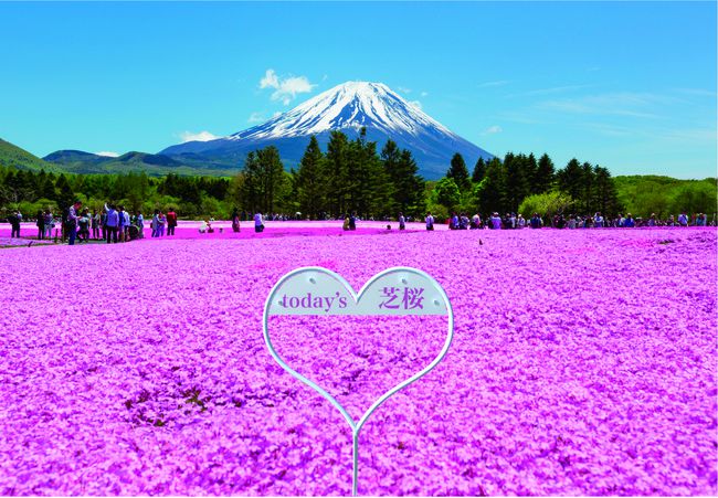 開催中 関東から車でいける絶景山梨にあり 富士芝桜祭り をご紹介 Retrip リトリップ