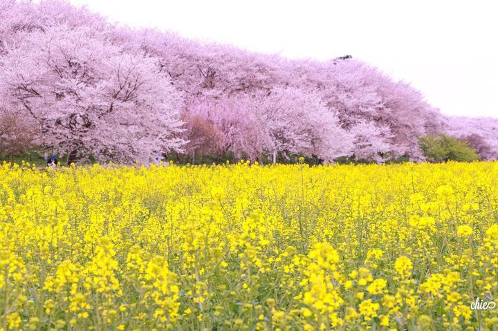 おでかけしたくなる”春”が来た！東京近郊の”3月にしたいことLIST”15選