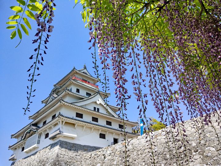 終了 春を彩る藤の花と唐津城 佐賀県にある隠れた藤の名所 唐津城 をご紹介 Retrip リトリップ