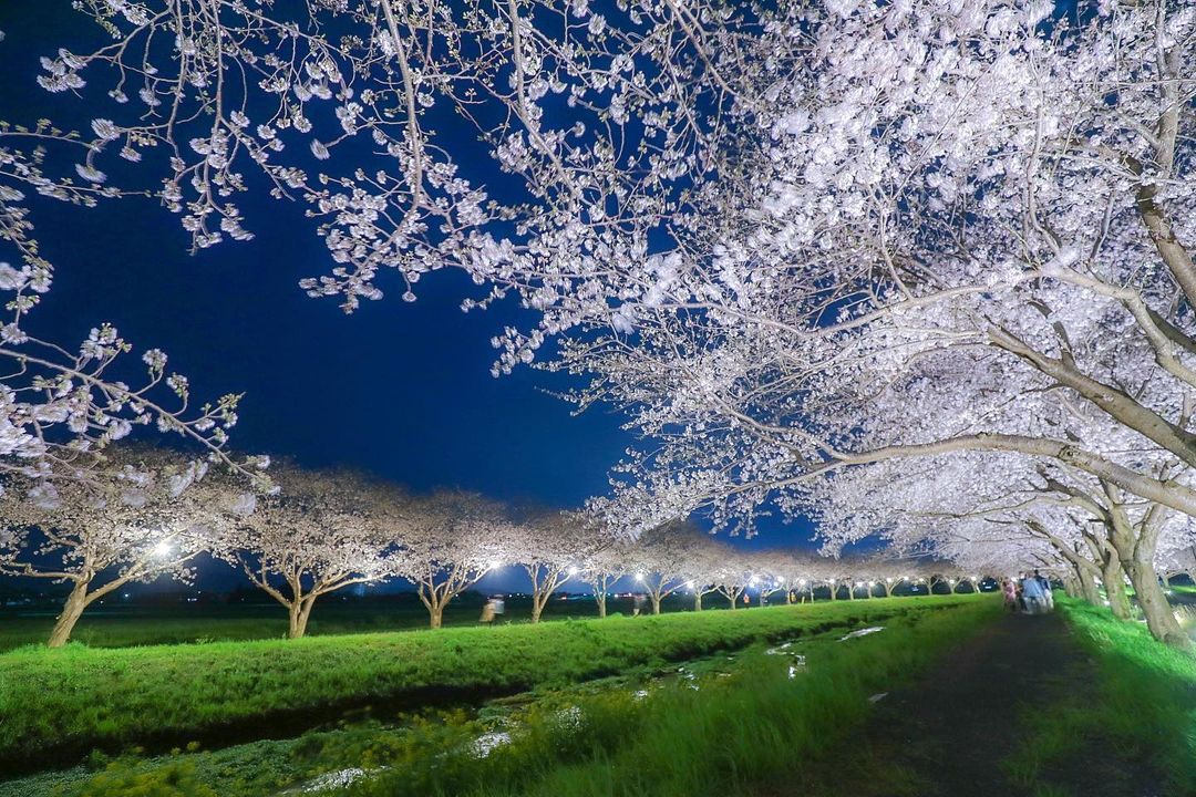 一生に一度は見たい景色。全国の絶対に見逃せないお花見スポット