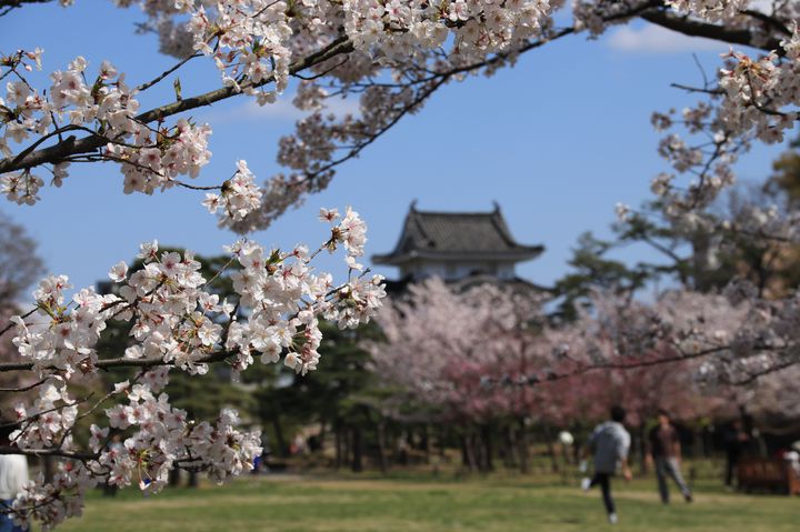 【終了】香川の名所「高松城」で楽しむ桜。夜桜鑑賞も忘れずに！