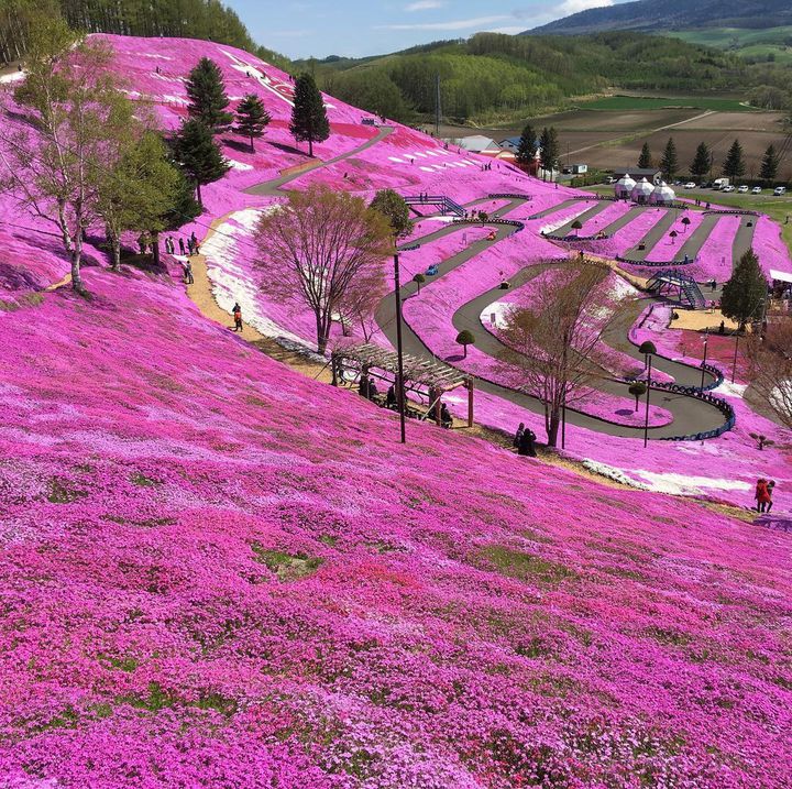 普通のお花見じゃ物足りない 全国の桜 の絶景教えます Retrip リトリップ