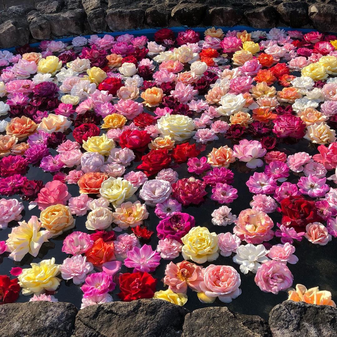 GWはお花畑でのんびりしたい！九州地方の華麗なる観光スポット
