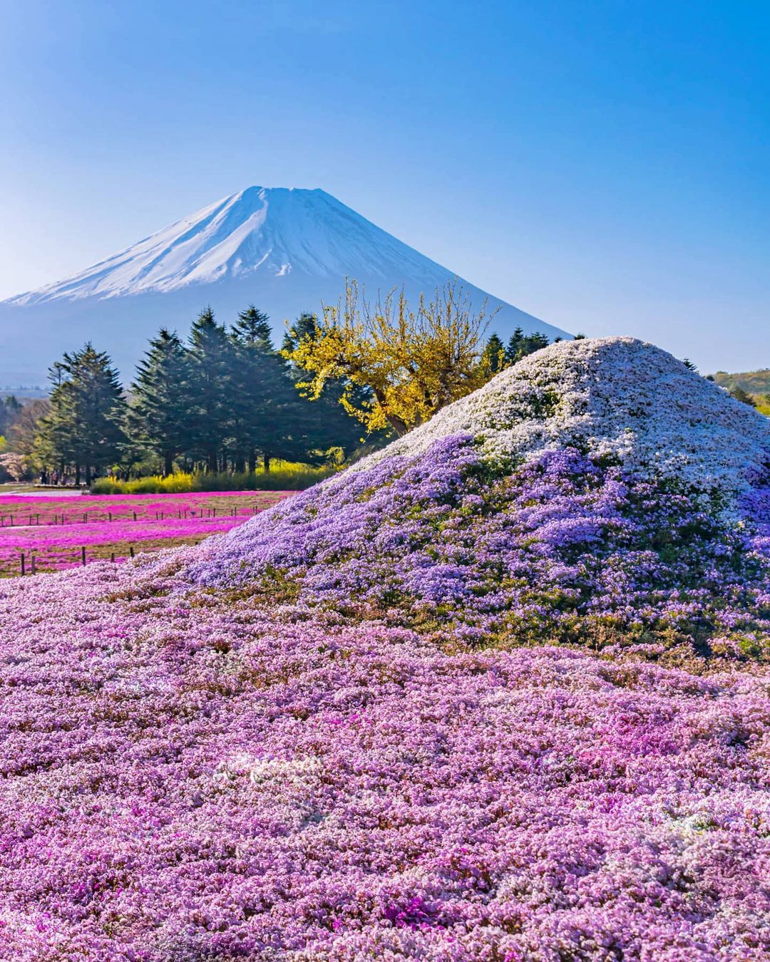 ピンク色に染まる綺麗な景色が広がる 日本全国の美しい 春の絶景 8選 Retrip リトリップ
