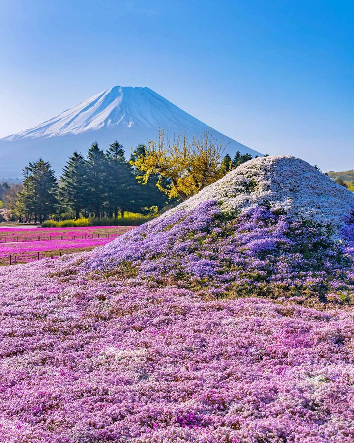 GWにも行ける桃色の絶景！日本で見つけた可愛いピンクのスポット9選