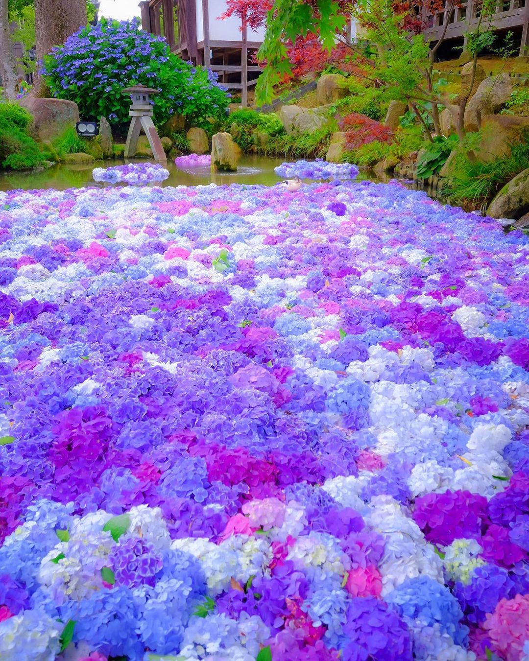 水も滴る美しい梅雨の花 6月に行きたい関東の 紫陽花スポット 14選 Retrip リトリップ