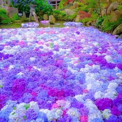 旅好きも惚れた 紫陽花が見れる茨城一泊二日プラン Retrip リトリップ
