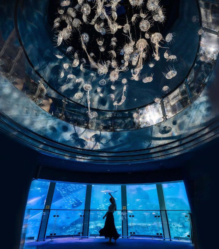 どこも同じだと思ってない 行くべき東京近郊でおすすめしたい水族館11選 Retrip リトリップ