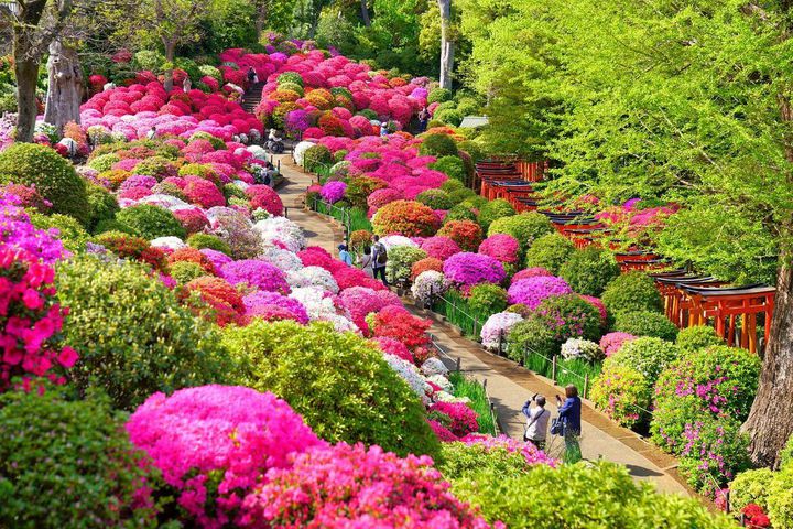 GWにも行ける桃色の絶景！日本で見つけた可愛いピンクのスポット9選