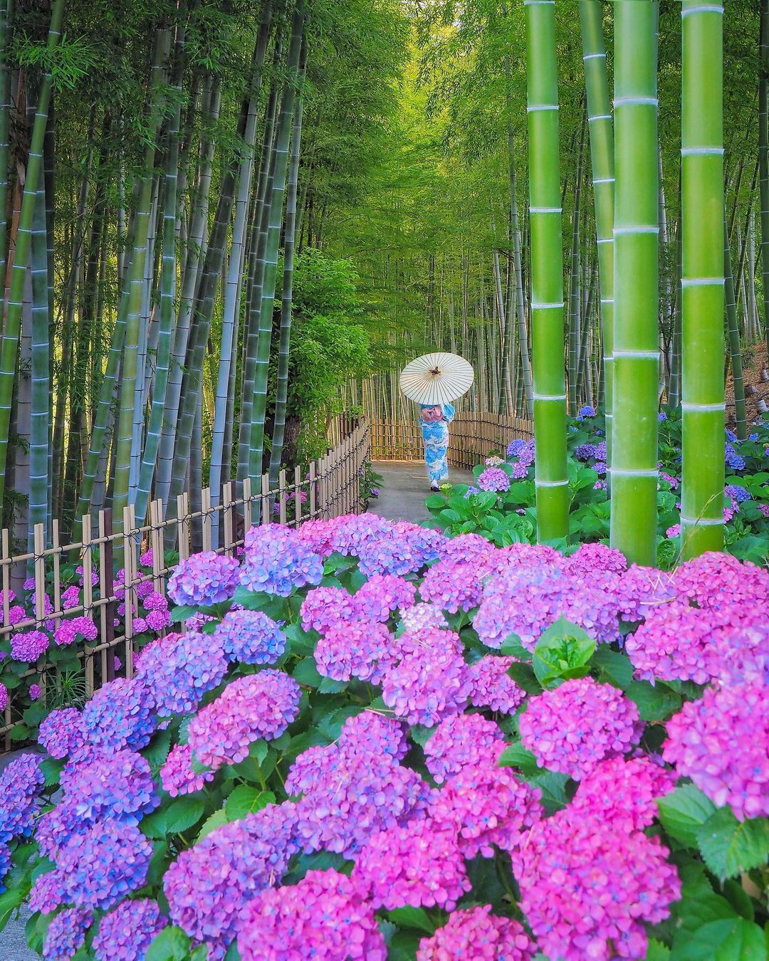 この紫陽花はどこでしょう？RETRIP日本の今週のおすすめスポット6選