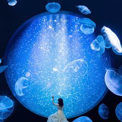 クラゲに癒されたい 幻想的なクラゲの水槽が見られる水族館7選 Retrip リトリップ