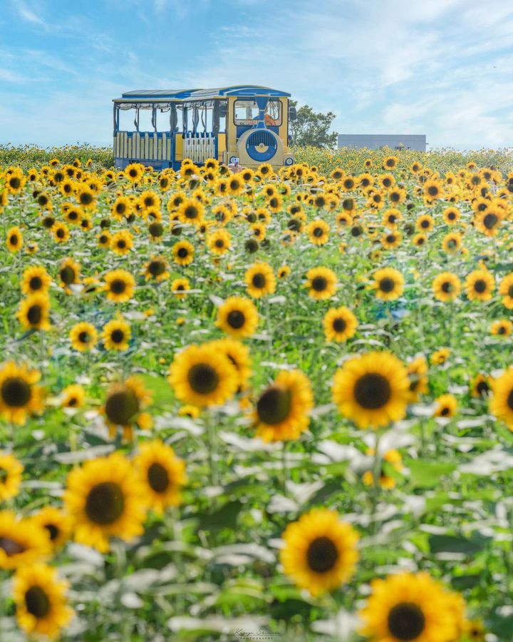 太陽の下で輝く絶景！この夏行きたい関東地方の「ひまわり畑」スポットまとめ