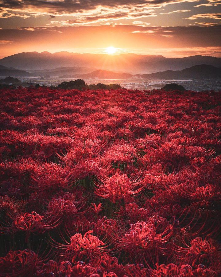 いつもあるわけじゃないから美しい。夏の終わりにしか見られない日本の絶景11選