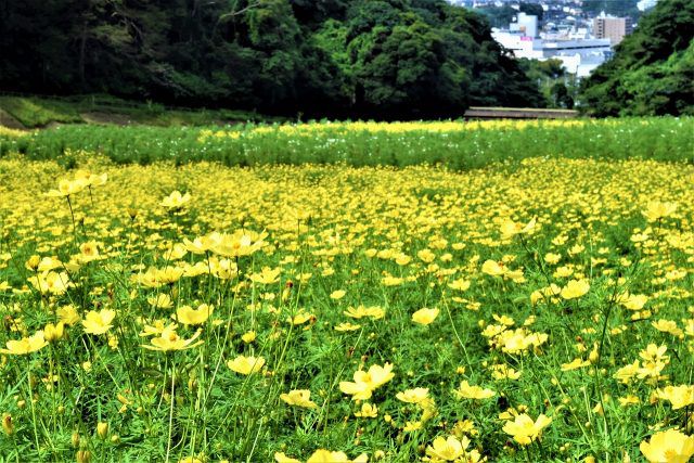 横須賀 くりはま花の国 で 100万本のコスモスが見ごろに Retrip リトリップ