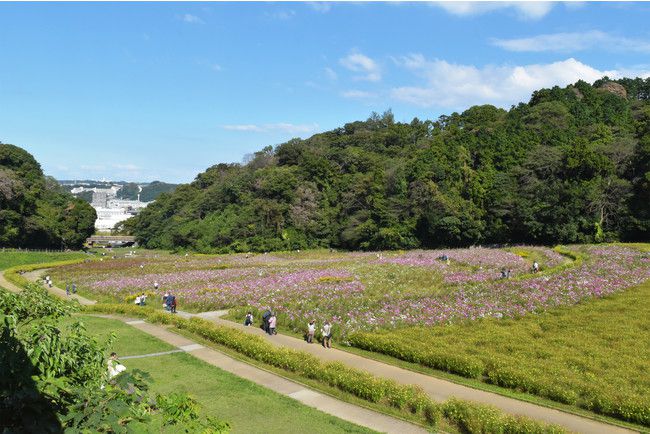 横須賀 くりはま花の国 で 100万本のコスモスが見ごろに Retrip リトリップ