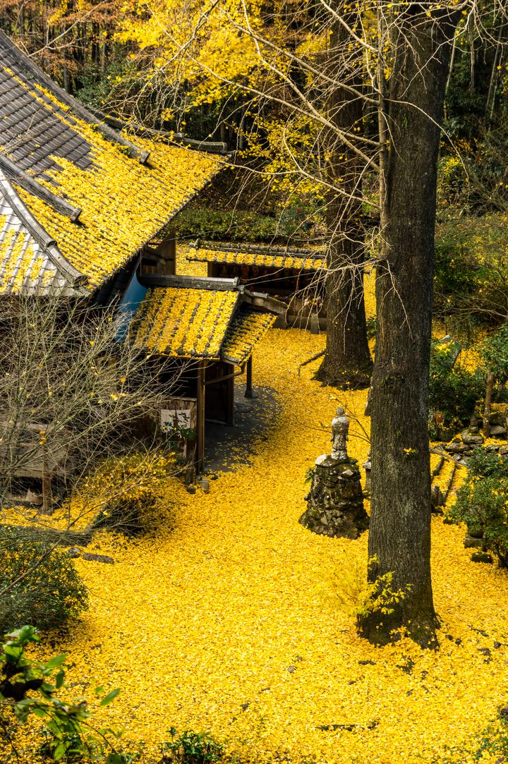 紅葉に彩ろられた田舎家 11／22撮影】 500本のモミジが彩る定福寺―高知の紅葉2024