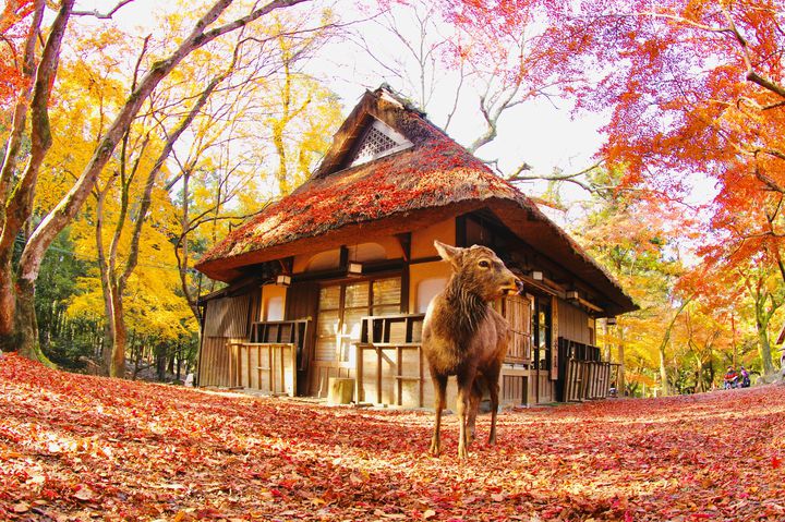 映える紅葉スポットを要チェック！RETRIP日本の今週のおすすめスポット