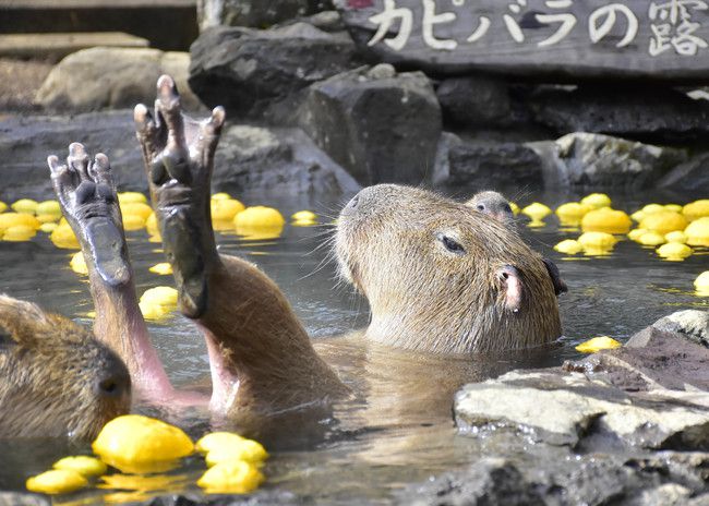 終了 かわいすぎる冬の風物詩 伊豆シャボテン動物公園で 元祖カピバラの露天風呂 開催 Retrip リトリップ