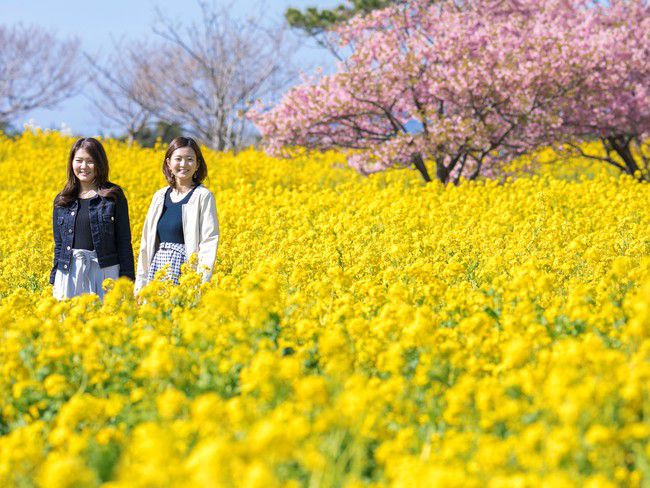 【終了】春の到来を告げる「渥美半島菜の花まつり2022」が1月15日(土)にスタート！