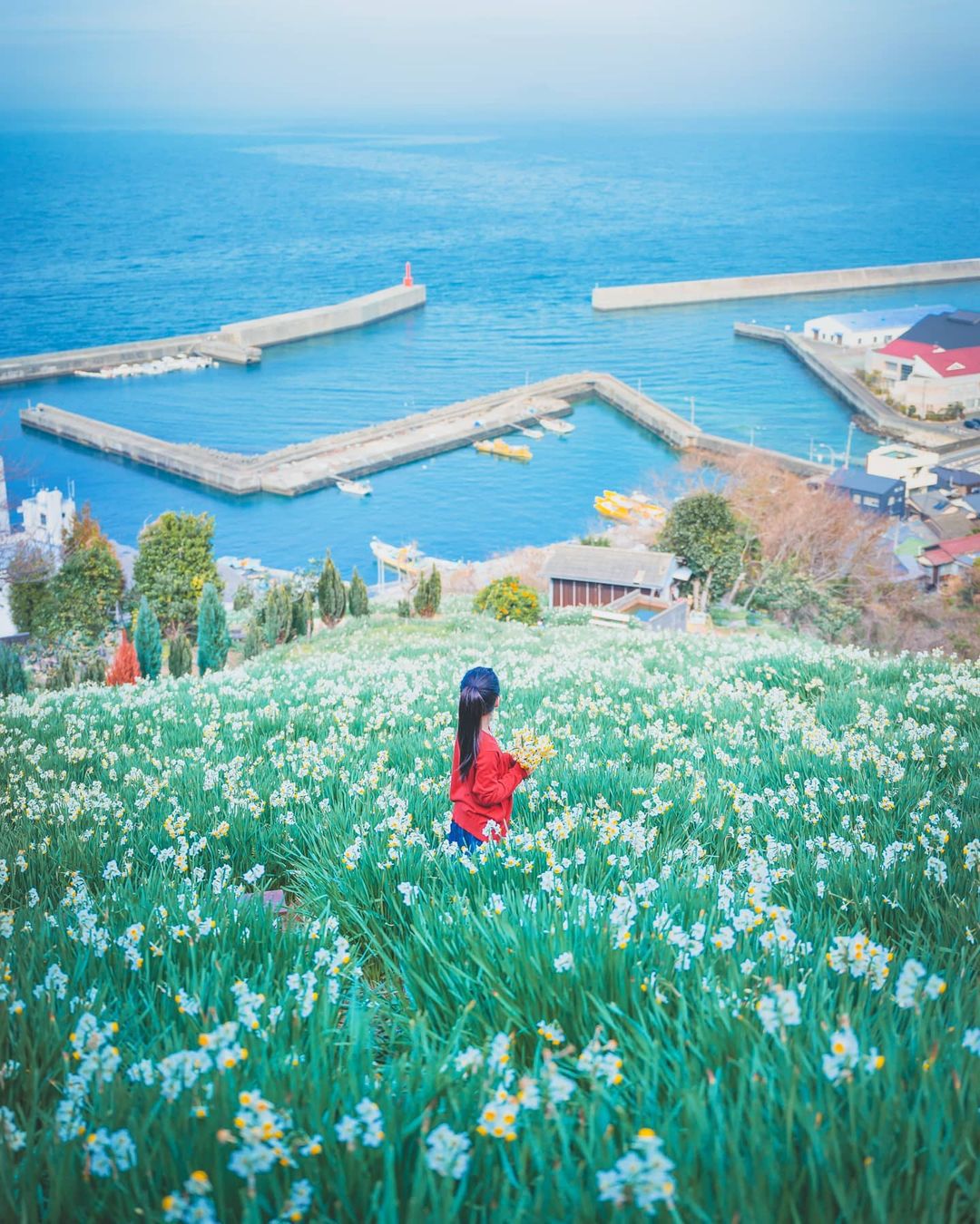 日本 水仙 花 開道